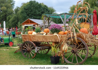 Fall Decoration Pumpkins Strawcorn Stalks Flowers Stock Photo ...