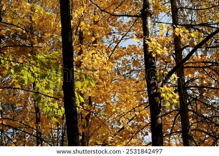 
Fall in Doncaster River Park (Parc de la Rivière Doncaster )