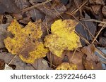 Fall Fallen Leaf Litter on Forest Floor in Gold Amber and White Leaves 