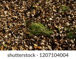 fall fallen leaves with a patch of green grass showing on a trail in a wisconsin park
