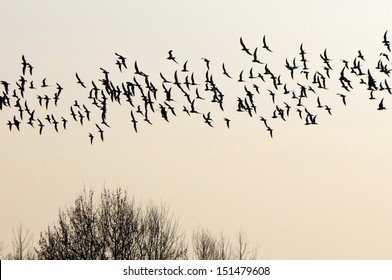 Fall - Flock Of Birds Migrating South