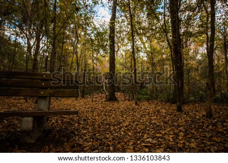 Fall in Florida