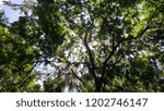 Fall in Florida-green canopy
