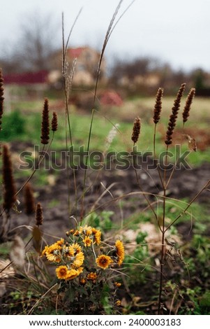 Fall flower border. Orange yellow chrysanthemums grow by miscanthus and dry agastache seedpods. Landscaping in autumn garden.