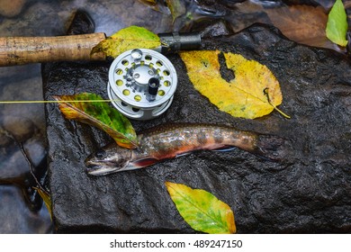 Fall Fly Fishing For Native Brook Trout In The Appalachian Mountains.