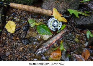 Fall Fly Fishing For Native Brook Trout In The Appalachian Mountains.