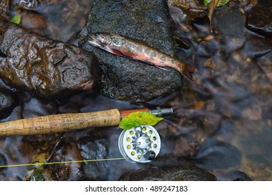 Fall Fly Fishing For Native Brook Trout In The Appalachian Mountains.