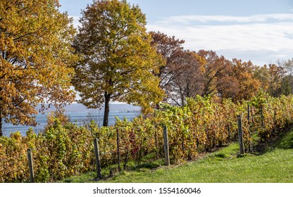 Fall Foilage At Finger Lakes Vineyard.