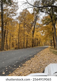 Fall Foilage in the Forest