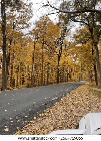 Fall Foilage in the Forest