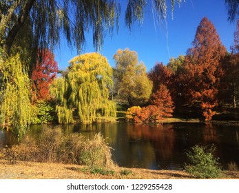 Fall Foliage at 