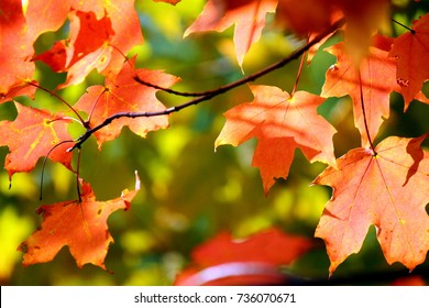 Fall Foliage - Shutterstock ID 736070671
