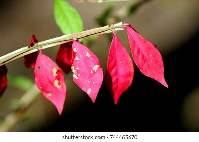 Fall Foliage