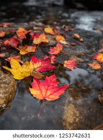 Fall Foliage In Acadia National Park 