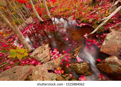 Fall Foliage At Acadia National Park