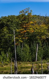 Fall foliage amongst a backdrop of trees in the Adirondacks