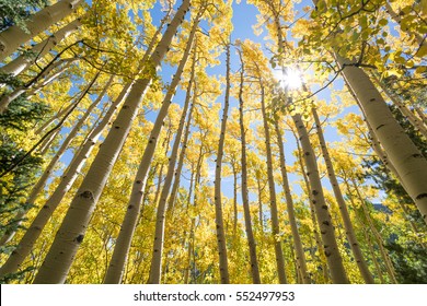 Fall Foliage In Aspen Tree Grove, Seasonal Autumn Colors