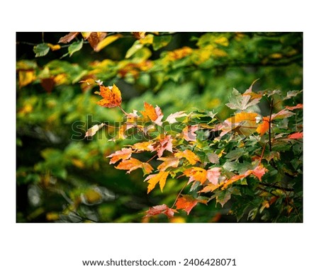 Similar – Foto Bild Die Blätter im Herbst werden gelb.