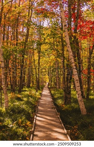 Fall Foliage Beautiful Forest Nature Boardwalk. Jesup Trail Acadia National Park New England. Landscape Background Wallpaper.