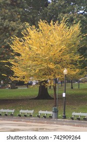 Fall Foliage In Boston Public Garden, Which Is Part Of The Emerald Necklace.