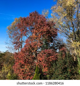 Fall Foliage And Deep Blue Sky In Charlottesville, Virginia