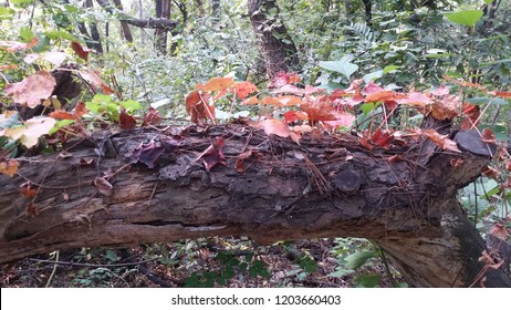 fall foliage in forest