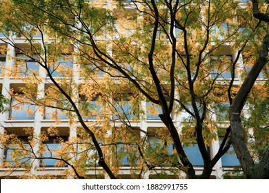 Fall Foliage In Front Of The Society Hill Towers