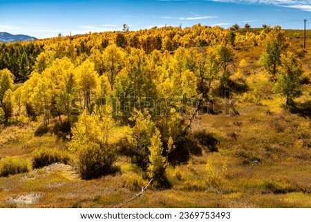 Fall foliage in Hinton Gulch in the Yampa River Valley in Routt County Colorado