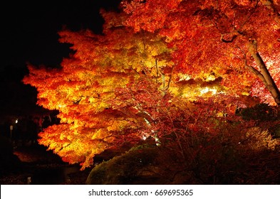 fall foliage (Japanese garden) - Powered by Shutterstock