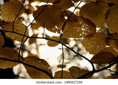 Fall Foliage Jockey Hollow, New Jersey