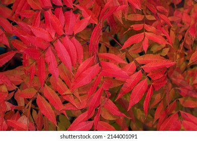 Fall Foliage At Lake Hefner In Oklahoma City, OK