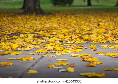 Fall foliage at Michigan State University, MI, USA