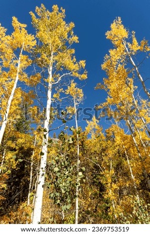 Fall foliage near Fish Creek Falls in Steamboat Springs Colorado