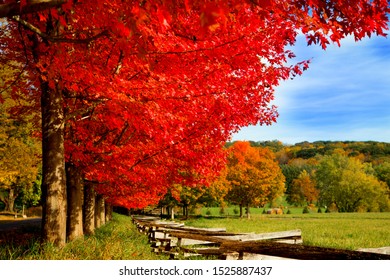 Fall Foliage In New England 