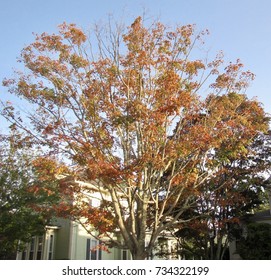 Fall Foliage. Newport, Rhode Island.