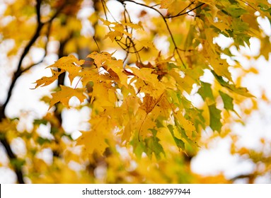 Fall Foliage In Old City Philadelphia