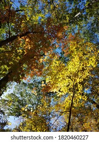 Fall Foliage On The Appalachian Trail In New York And New Jersey