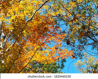 Fall Foliage On The Appalachian Trail In New York And New Jersey