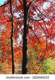 Fall Foliage On The Appalachian Trail In New York And New Jersey