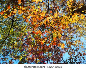 Fall Foliage On The Appalachian Trail In New York And New Jersey