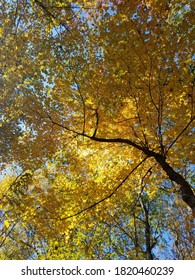 Fall Foliage On The Appalachian Trail In New York And New Jersey