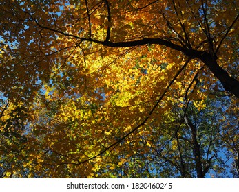 Fall Foliage On The Appalachian Trail In New York And New Jersey