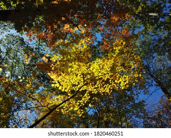 Fall Foliage On The Appalachian Trail In New York And New Jersey