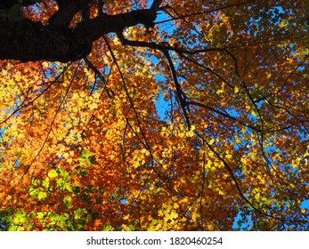 Fall Foliage On The Appalachian Trail In New York And New Jersey