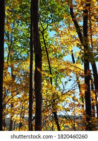 Fall Foliage On The Appalachian Trail In New York And New Jersey