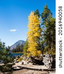 Fall foliage on the banks of Lake Wenatchee - Washington state, USA