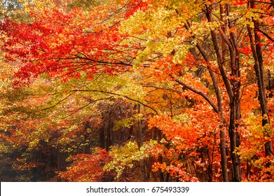 Fall Foliage On The Blue Ridge Parkway In North Carolina.