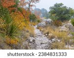 Fall Foliage on The Devils Hall Trail, Guadalupe Mountains, National Park, Texas, USA