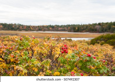 Fall Foliage, Reid State Park, Georgetown, Maine