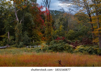 Fall Foliage At Rockefeller State Park